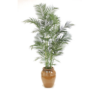 Extra Large Pots For Trees Wayfair Areca Palm Tree In Pot