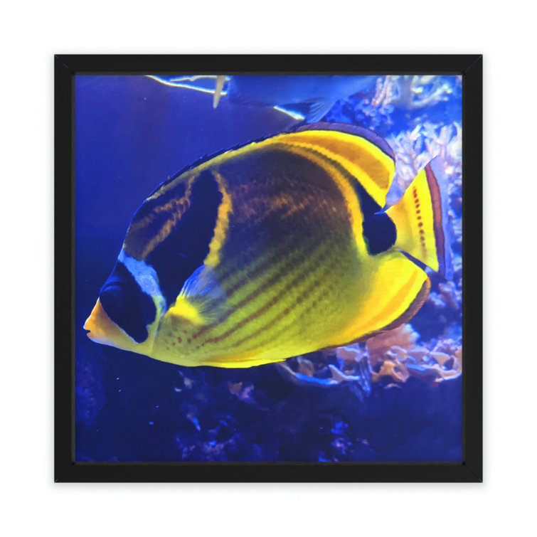 Dovecove Fish - Picture Frame Illustration | Wayfair