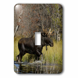 Moose Light Switch Covers Wayfair