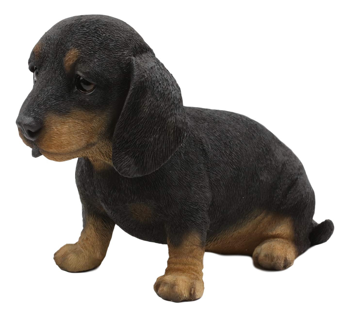 adorable dachshund puppies