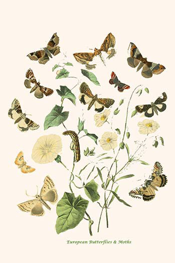 Buyenlarge European Butterflies And Moths By W F Kirby Graphic Art Print Wayfair