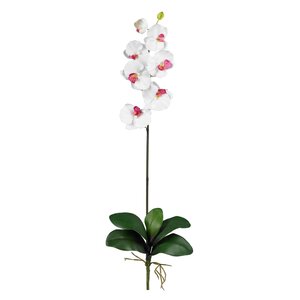 Phalaenopsis Floral Arrangements in White (Set of 12)