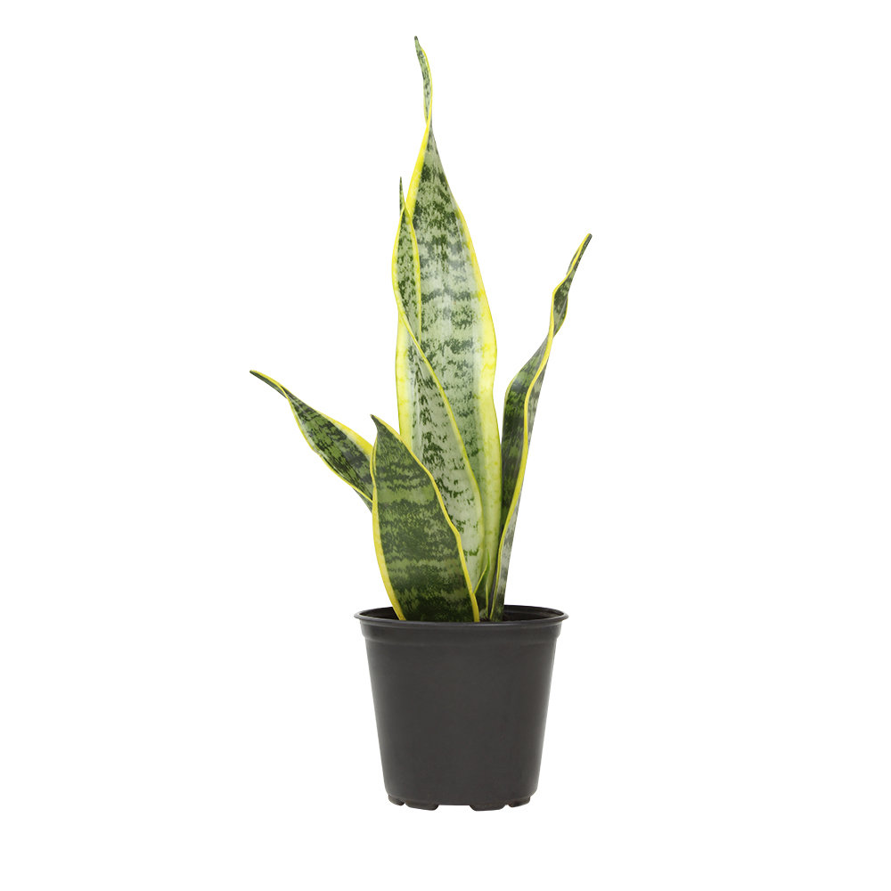 Altman Specialty Plants Low Maintenance 4'' Snake Plant Desktop Plant