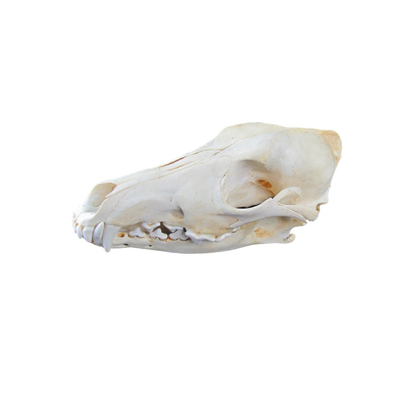 Authentic Coyote Skull Real Taxidermy Genuine Animal Bones Hunting Cabin Decor