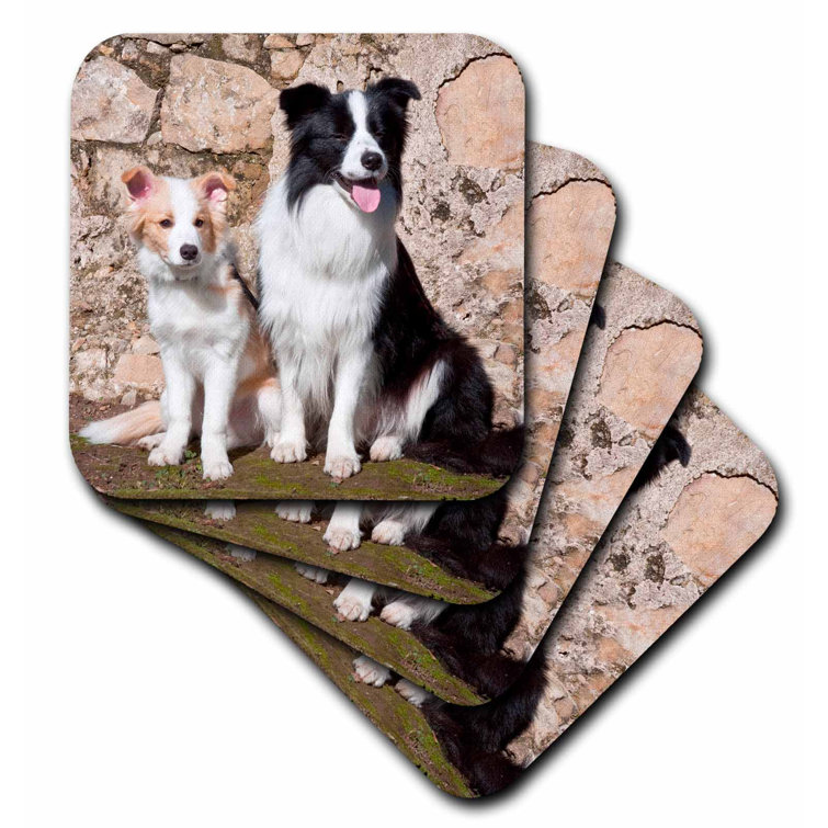 border collie coasters
