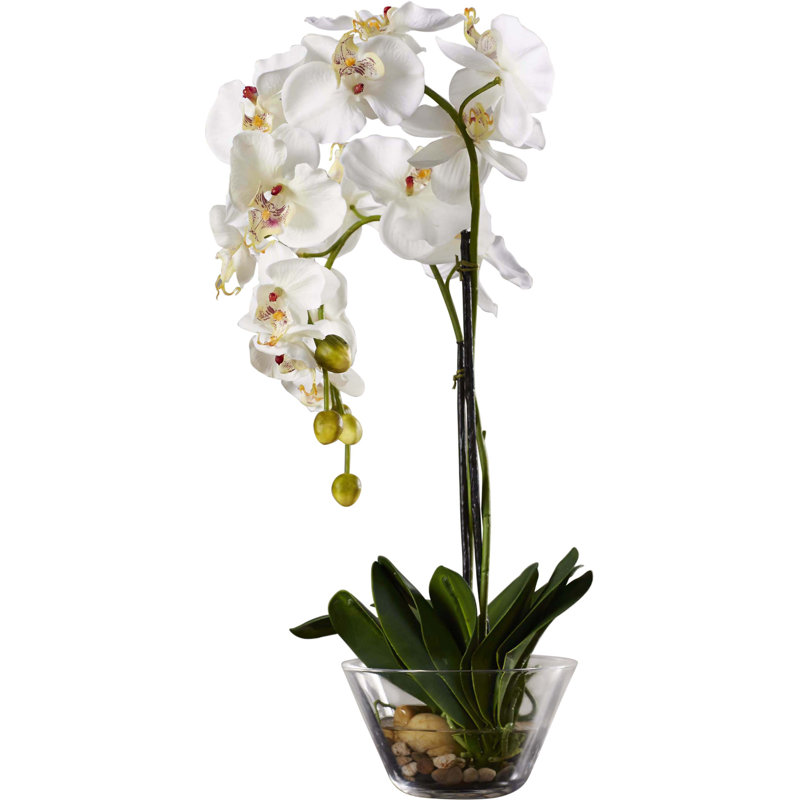 Three Posts Phalaenopsis Silk Orchid In Glass Vase Reviews Wayfair