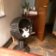 esperanza elevated cat bed