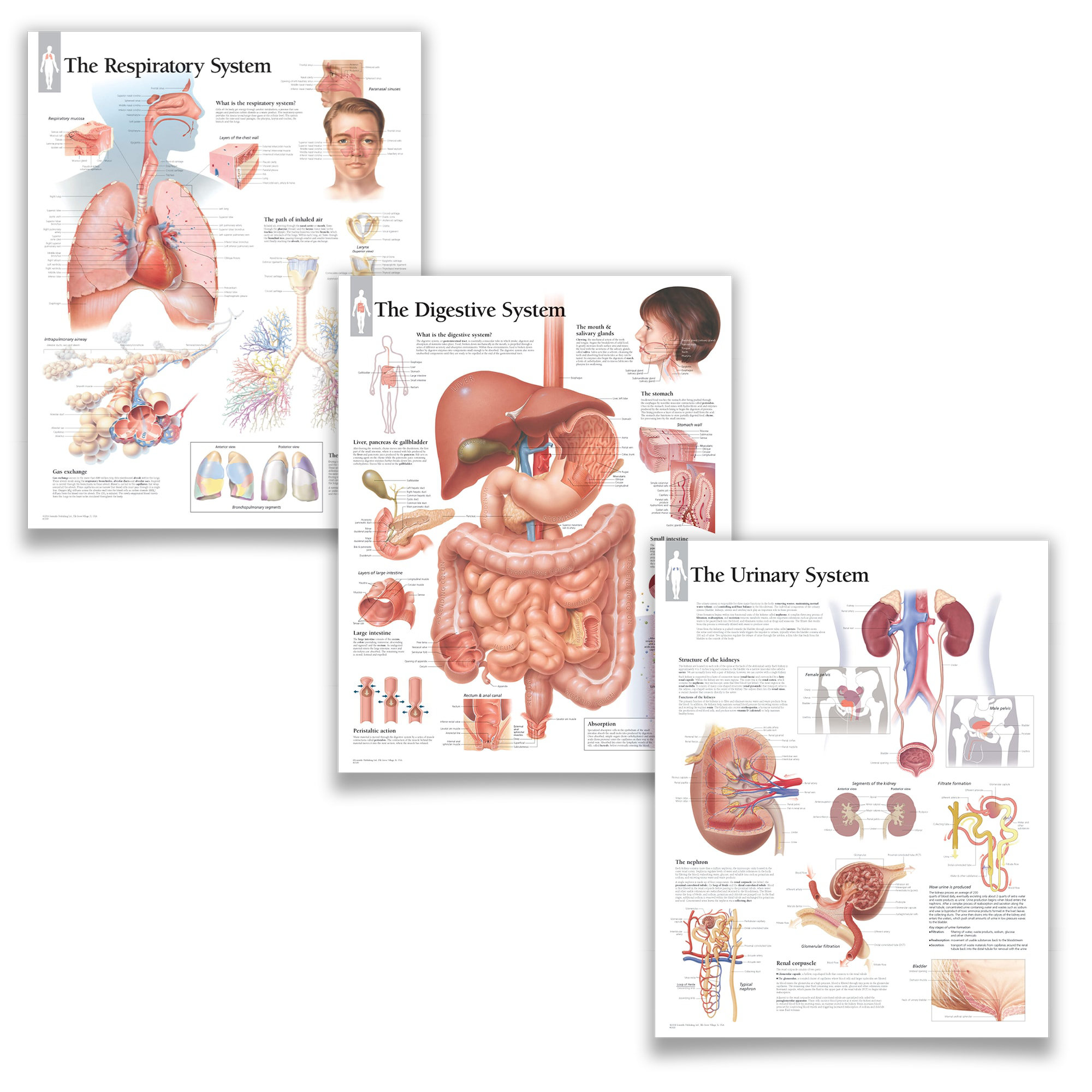 Trinx Educational Art Respiratory System, Digestive System, Urinary ...