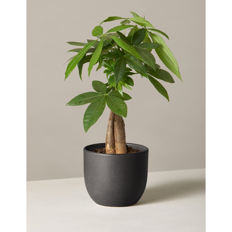 money tree plant pot