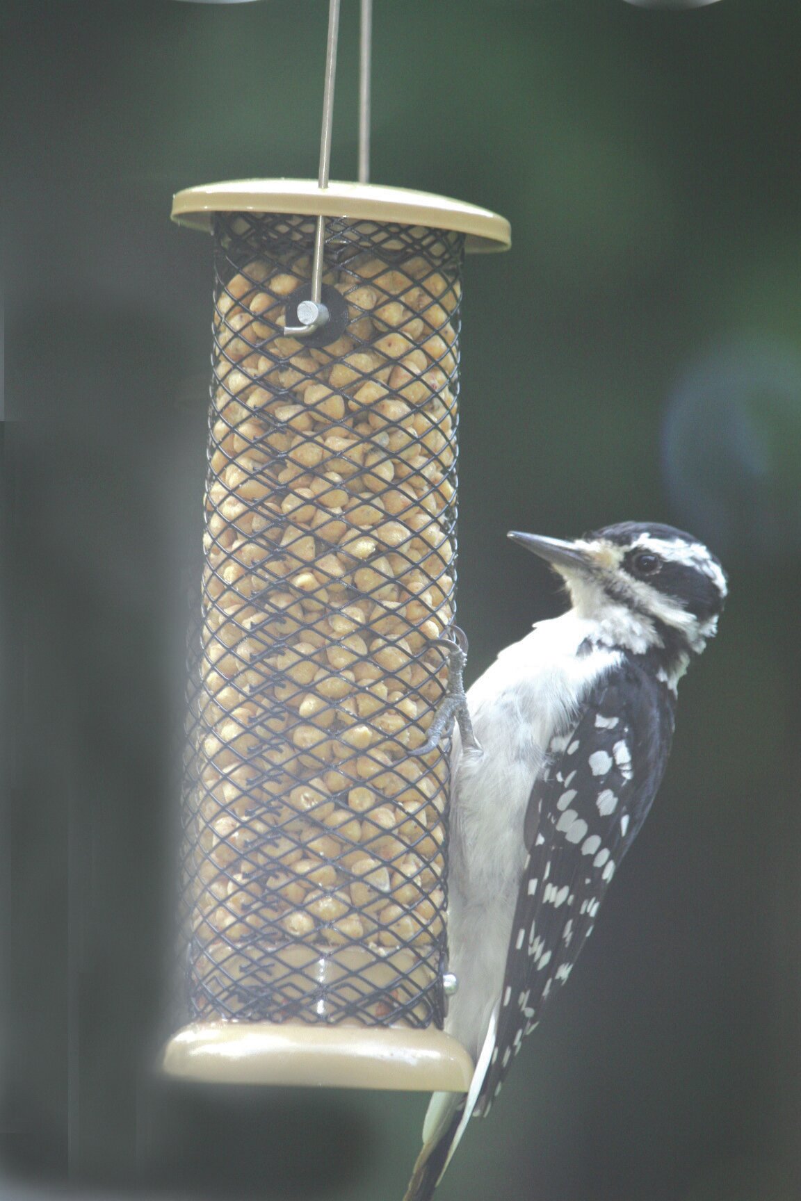 Birds Choice Low Cost Peanut Tube Bird Feeder Wayfair