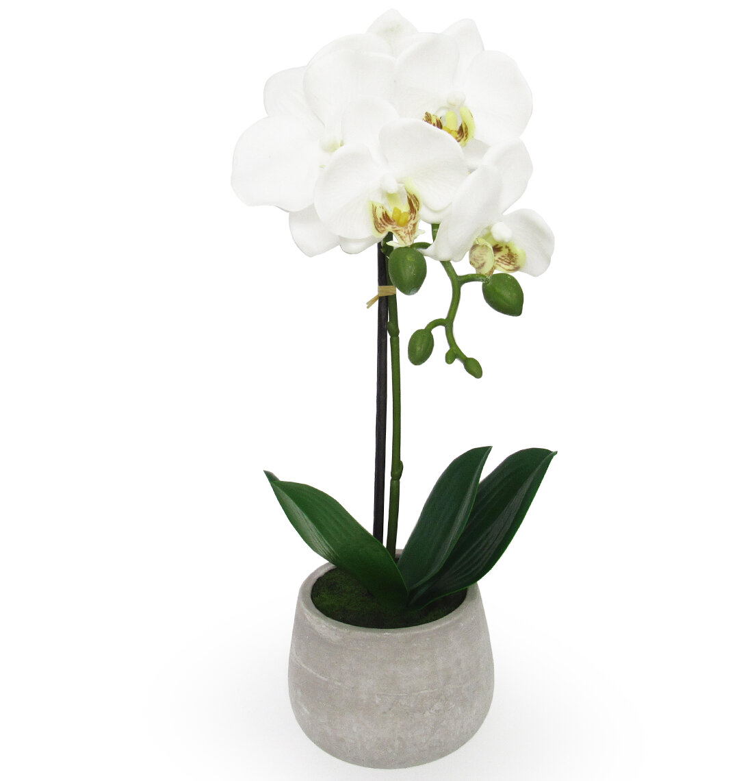 Rosdorf Park Phalaenopsis Orchids Floral Arrangements in Pot & Reviews ...