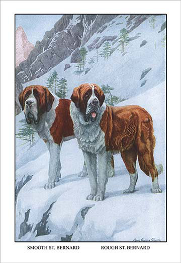 Buyenlarge Two Saint Bernards By Louis Agassil Fuertes Painting