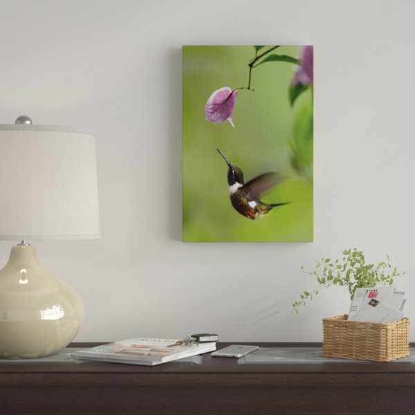 East Urban Home Purple Throated Woodstar Hummingbird Hovering Near Bougainveillea Flower Ecuador Photographic Print On Canvas Wayfair