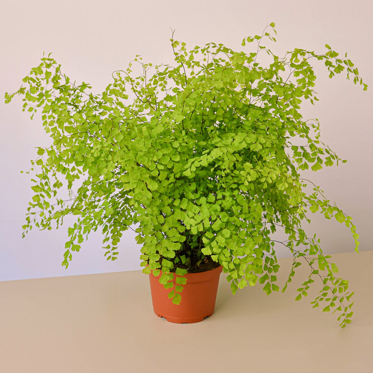 House Plant Shop Pet Friendly 16�� Fern Plant Desktop