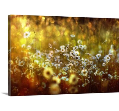 Wonderland by Stefan Eisele Photographic Print on Canvas East Urban Home Size: 32” H x 48” W