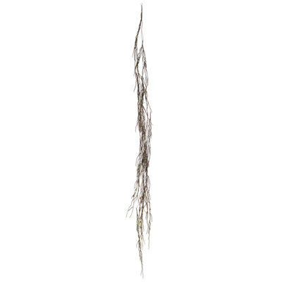 Moss Vine Primrue