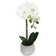 Rosdorf Park Phalaenopsis Orchids Floral Arrangements in Pot & Reviews ...