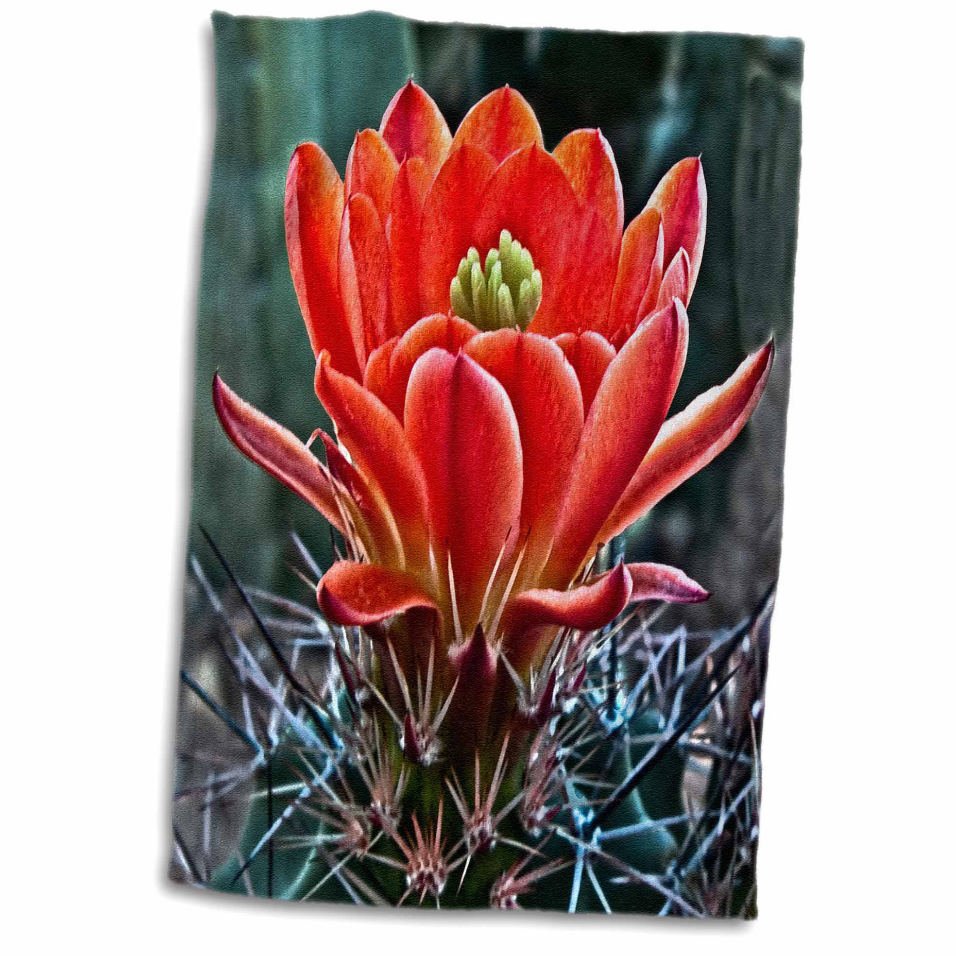 Symple Stuff Decorative Colorful Garden Botanic Classic Plant Sw Southwest Desert Cactus Flower Towel Wayfair