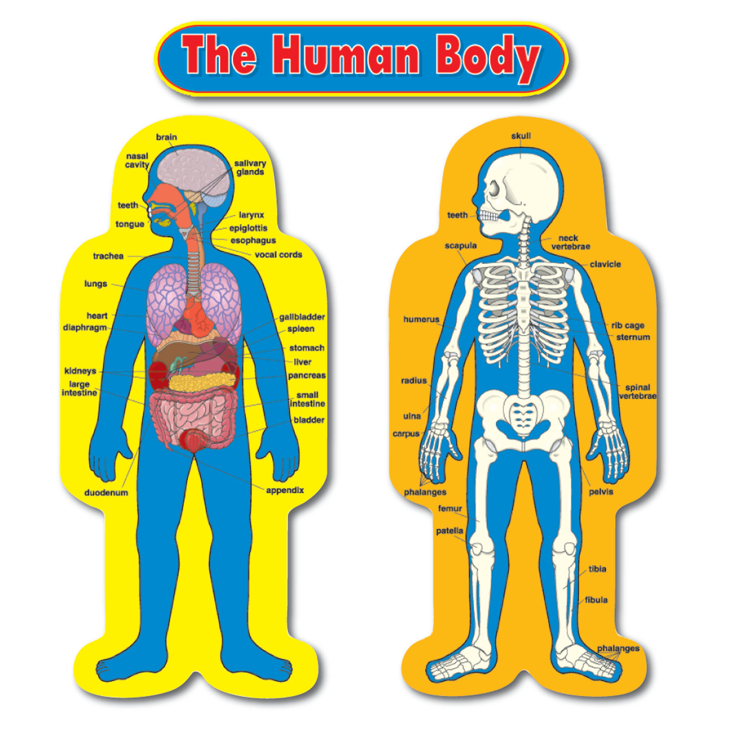 Carson Dellosa Publications Childsize Human Body Chart Set & Reviews