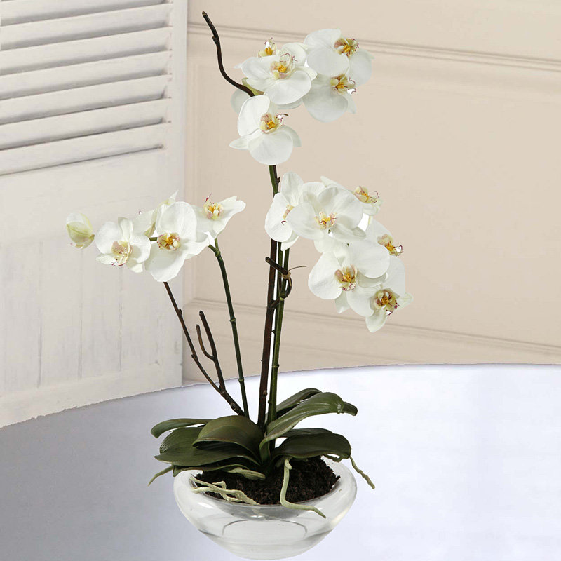 Jane Seymour Botanicals Phalaenopsis Orchid Flower In Decorative