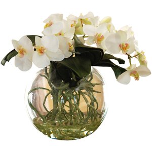 Phalaenopsis Orchid Floral Arrangement in Decorative Vase