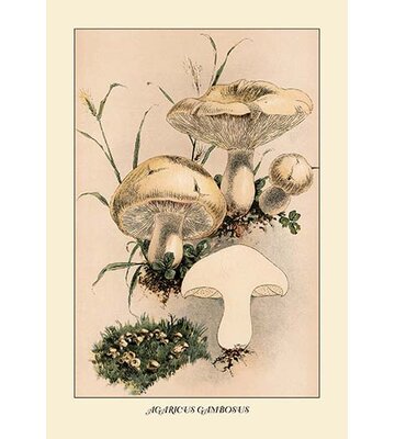 Agaricus Gambosus by W. Hamilton Gibson Painting Print Buyenlarge