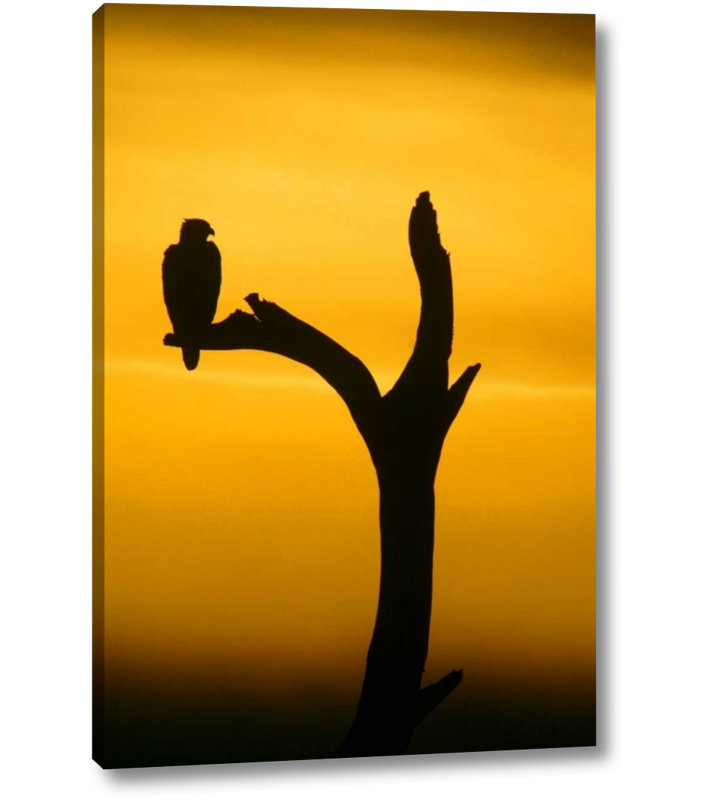 World Menagerie Alaska Homer Bald Eagle Resting On Dead Tree By Arthur Morris Giclee Art Print On Wrapped Canvas Wayfair