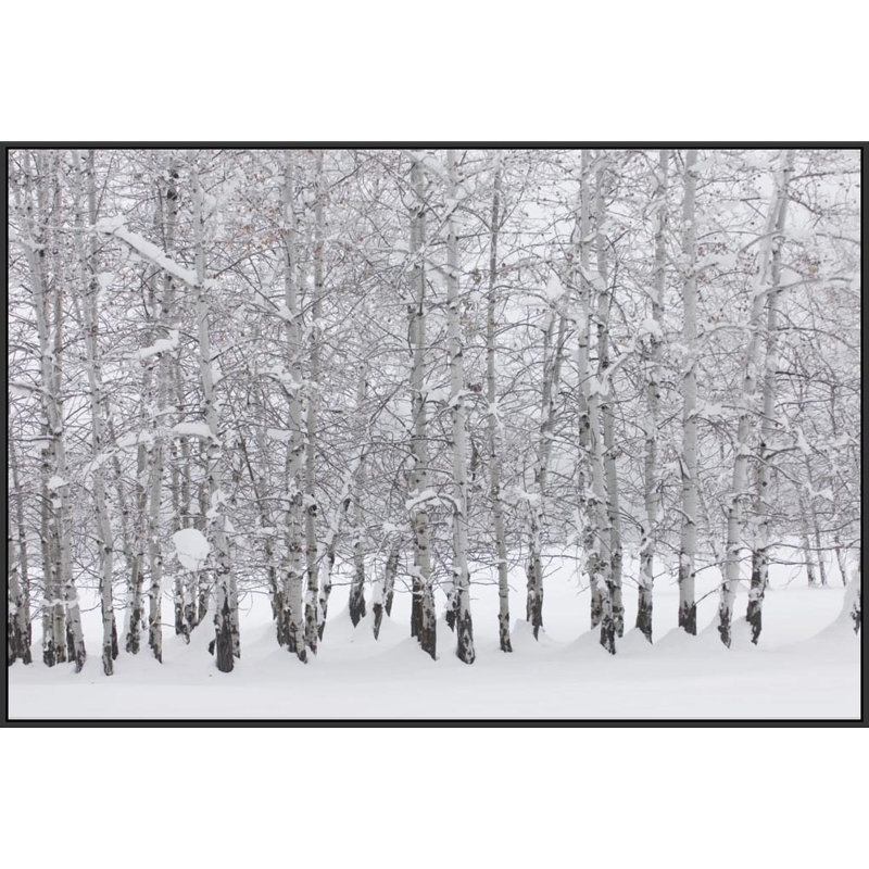 Jbass Grand Gallery Collection Grove Of Aspen Trees In Winter