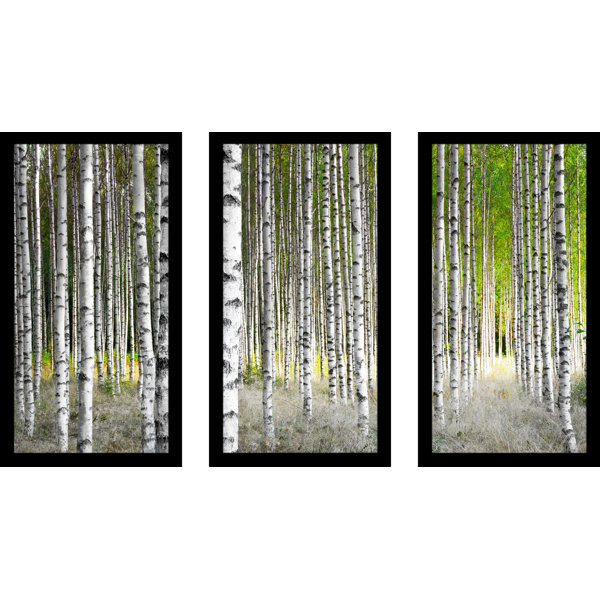Pictureperfectinternational Birch Trees 1 3 Piece Framed Photographic Print Set Wayfair