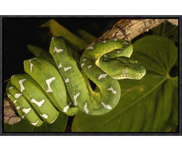emerald tree boa adult framed photographic print on canvas