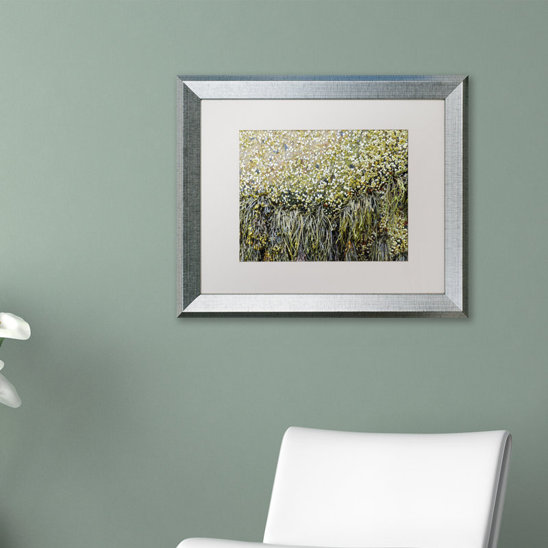 Trademark Art Barnacles Framed Graphic Art On Canvas Wayfair