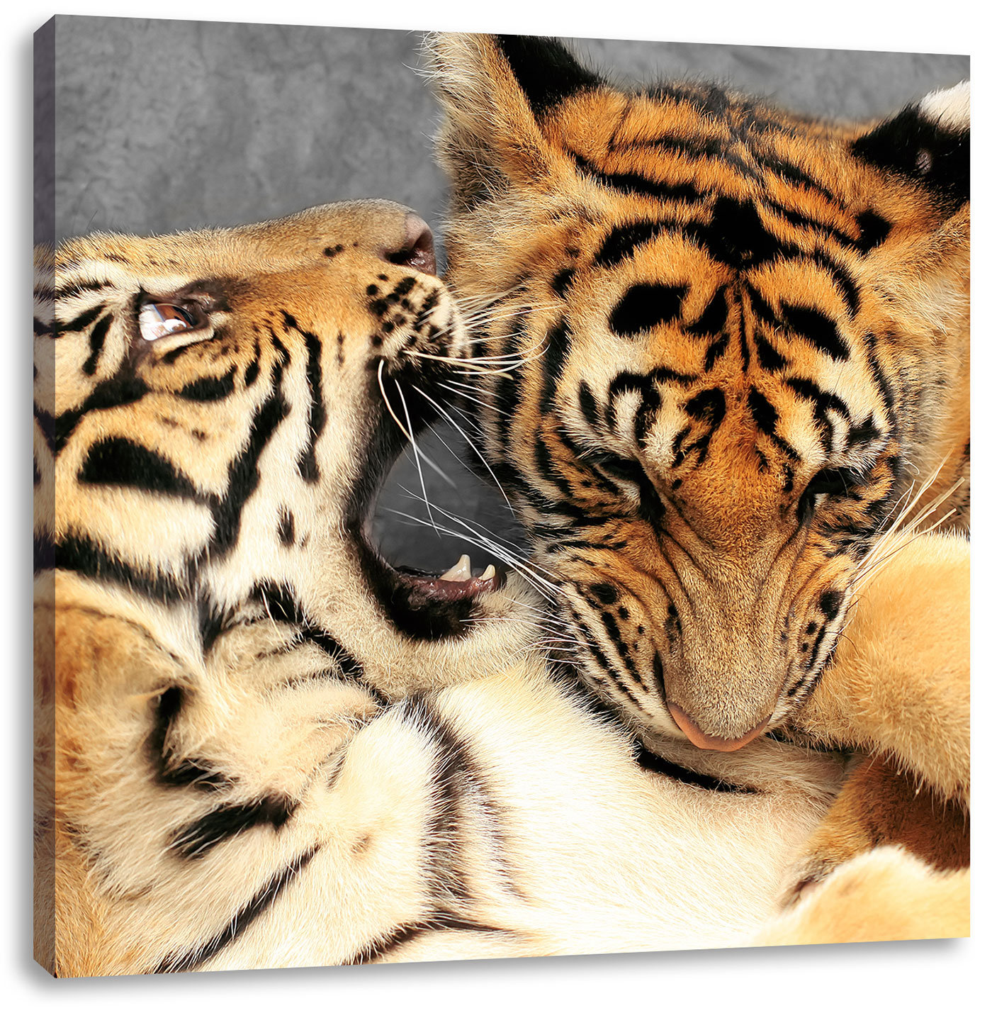 FIGHTING BENGAL TIGER CANVAS PRINT PICTURE WALL ART VARIETY OF SIZES