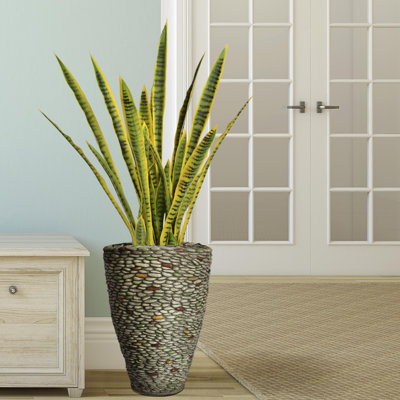 Floor Snake Plant In Planter Rosecliff Heights