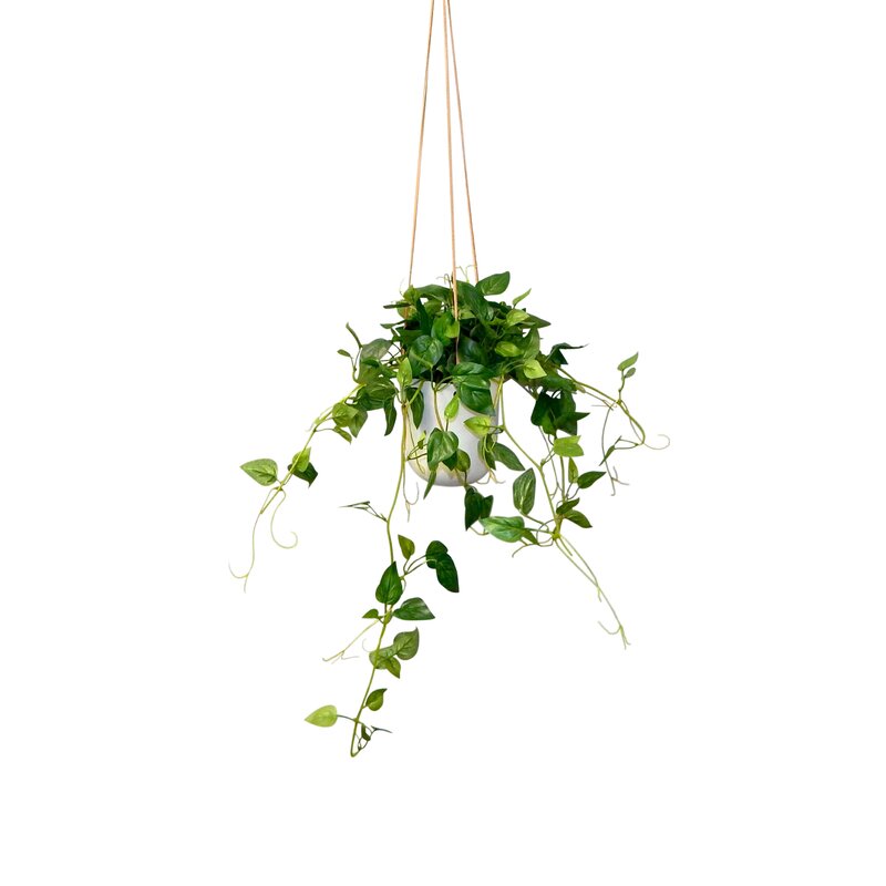 Wrought Studio Hanging Philodendron Ivy Plant in Basket & Reviews | Wayfair