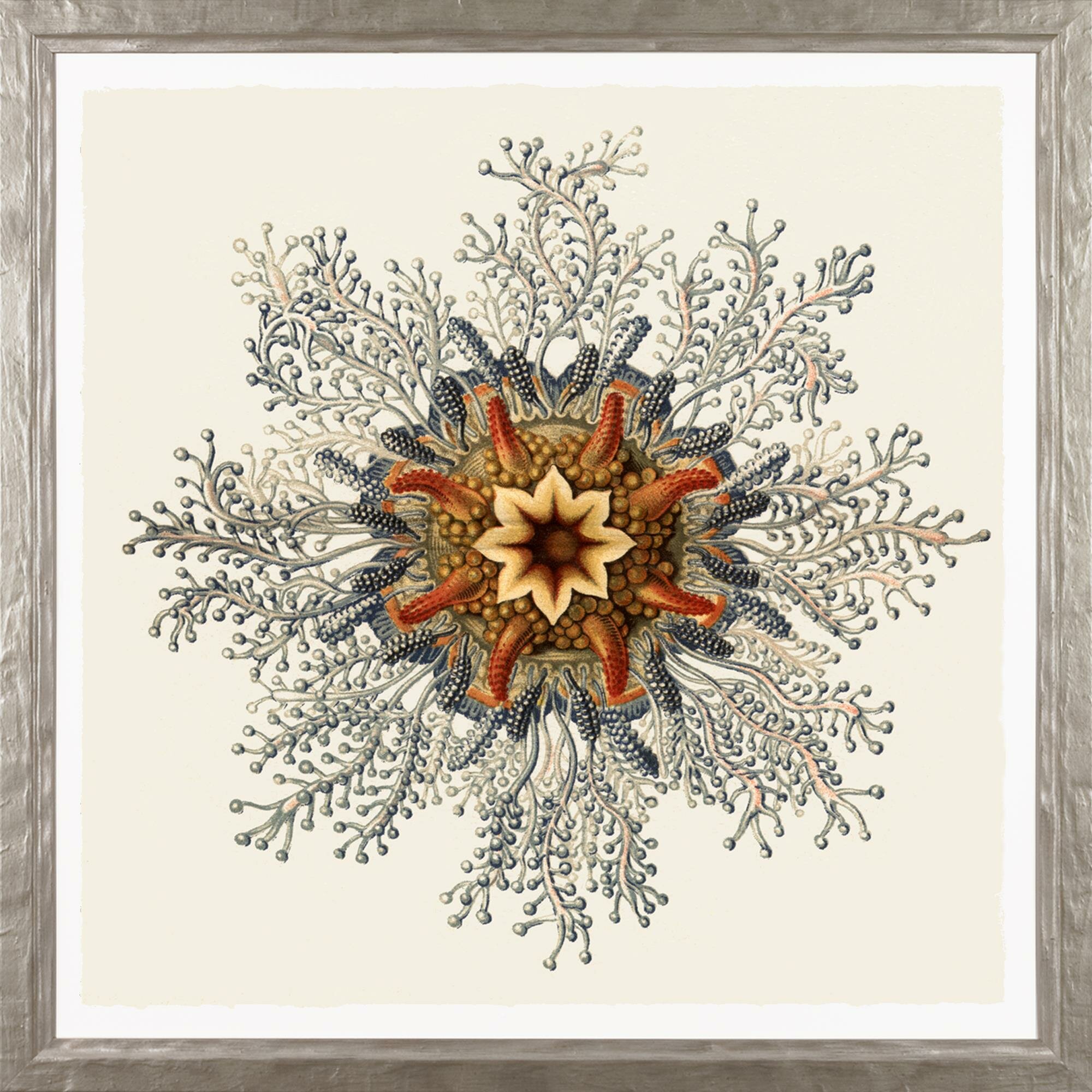 Art Virtuoso Art Forms In Nature By Ernst Haeckel Picture Frame Graphic Art Print On Paper Wayfair