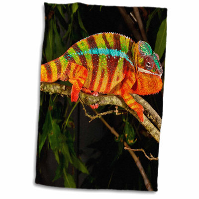 Rainbow Panther Chameleon Lizard in Madagascar Hand Towel Symple Stuff