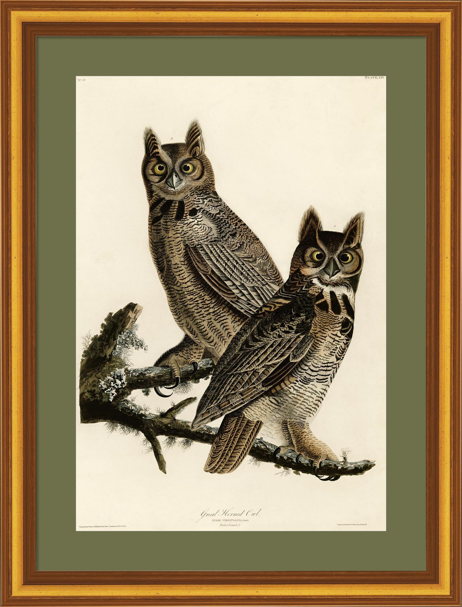 Great horned owl drawing brown owl drawing owl illustration matted owl art