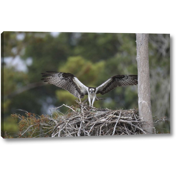 Ebern Designs Florida Blue Cypress Lake Osprey On Its Nest By Arthur Morris Giclee Art Print On Wrapped Canvas Wayfair