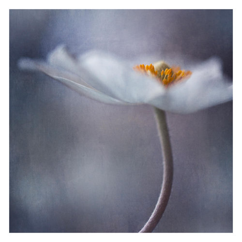 White Anemone Blossom 3.36m x 3.36m Embossed Matte Peel & Stick Wall Mural East Urban Home