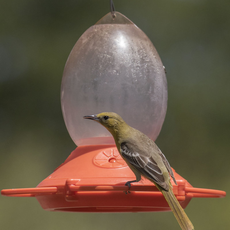 Perky Pet Oriole Hummingbird Feeder Wayfair