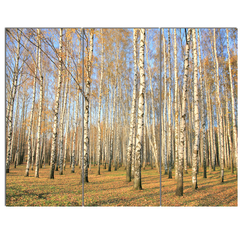 Designart Autumn Birch Grove In Sunlight 3 Piece Photographic Print On Wrapped Canvas Set Wayfair
