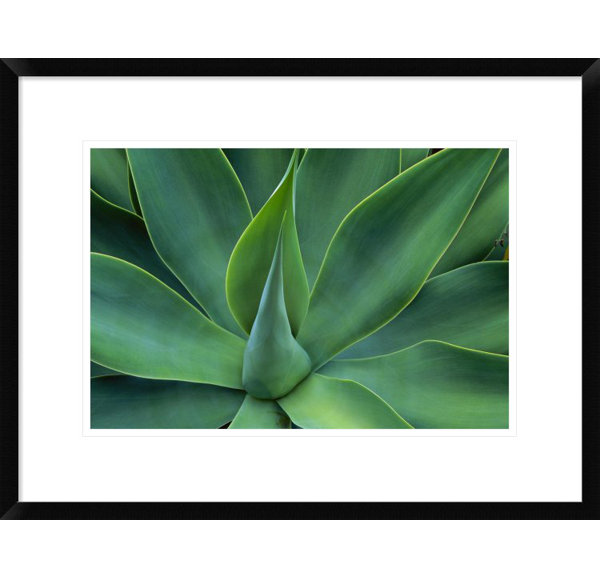 Fox Tail Agave Leaves Close Up Succulent Native To The Mountains Of Central Mexico Framed Photographic Print Allmodern Fox Tail Agave Leaves Close Up Succulent Native To The Mountains Of Central Mexico Framed Photographic Print Allmodern