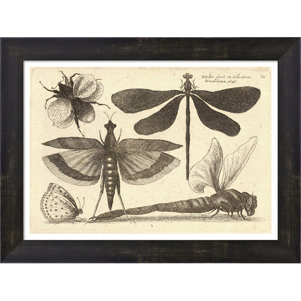 Evive Designs Vintage Butterfly I By Julia Kearney Framed Painting