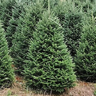 (Pre-Order) 7' Green Fir Tree Freshly Cut Christmas Tree Blue Ridge Christmas Trees