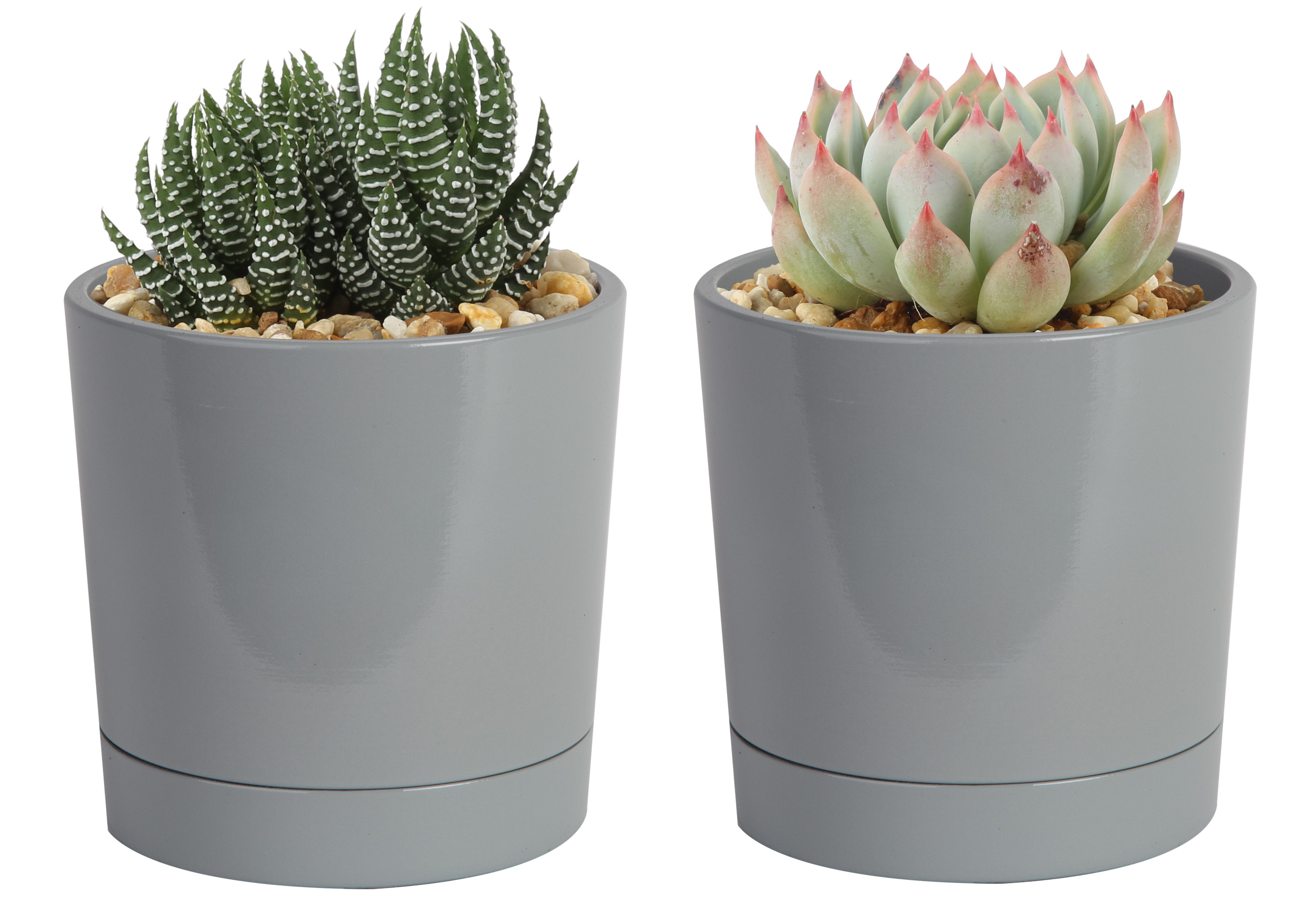 New set of 3 decorative succulent planter ceramic golden trim White cactus pot 