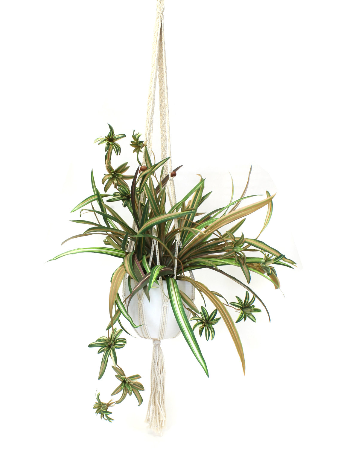 wayfair standing planter on Dakota Fields Hanging Spider Flowering Plant In Planter Wayfair