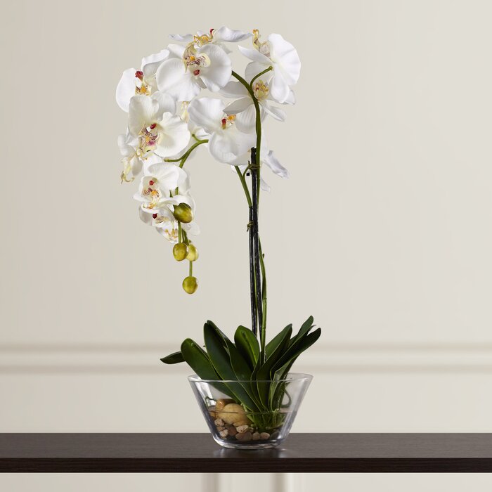 Three Posts Phalaenopsis Silk Orchid In Glass Vase Reviews