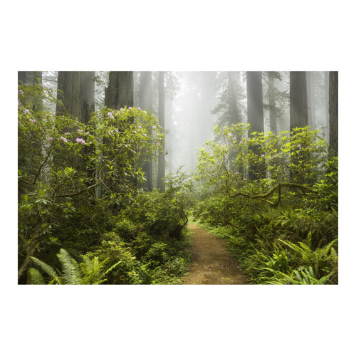 Foggy Forest Path 2.9m x 4.32m Embossed Matte Peel & Stick Wallpaper Roll East Urban Home