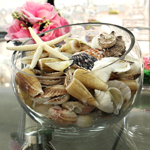 Beach Sea Shells Vase Fillers Reviews Birch Lane