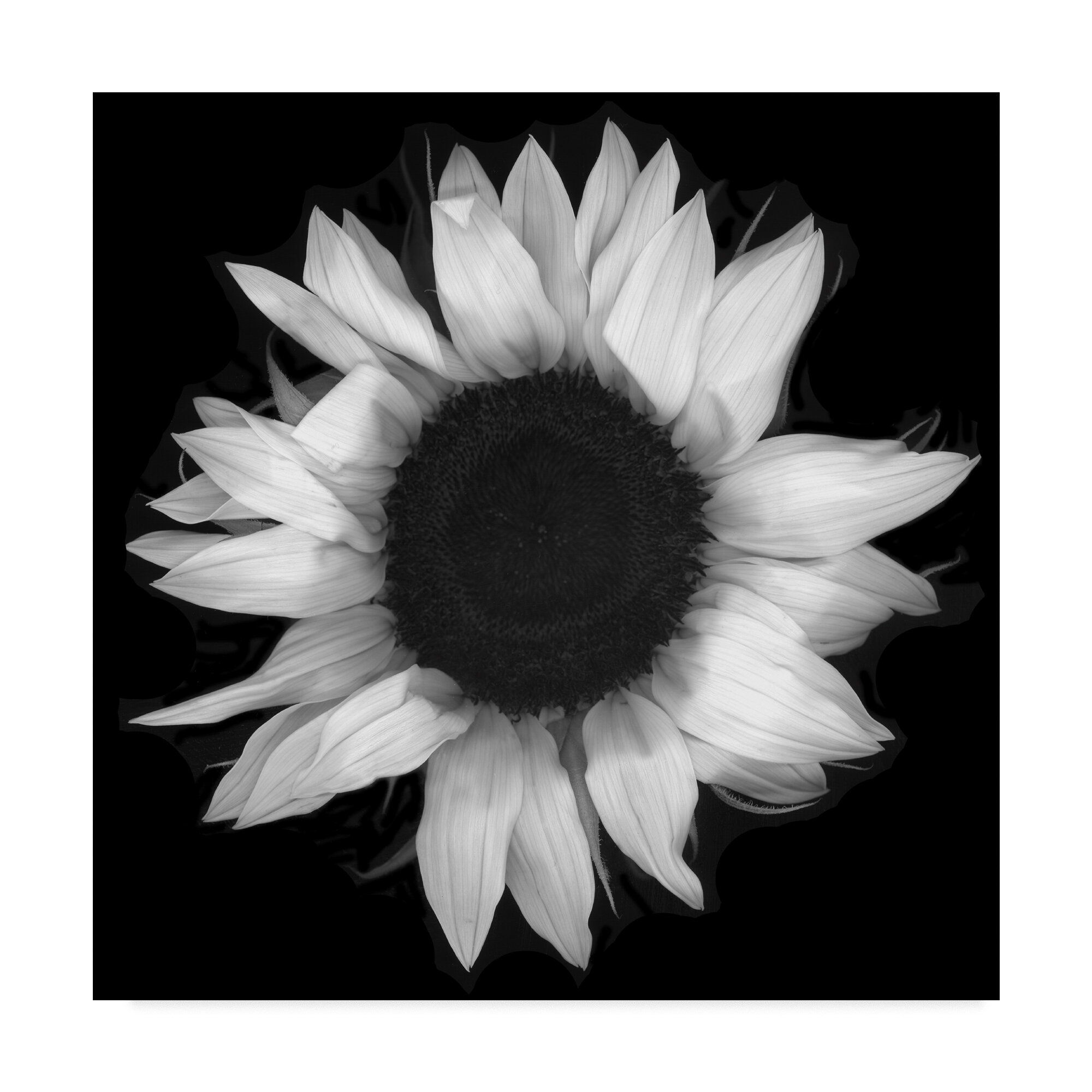 ابيض واسود - صفحة 46 Sunflower-1-black-and-white-graphic-art-print-on-wrapped-canvas